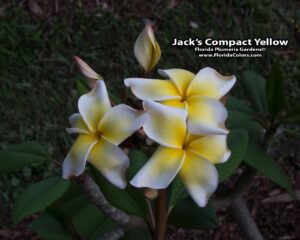 Jack's Yellow Compact plumeria photo