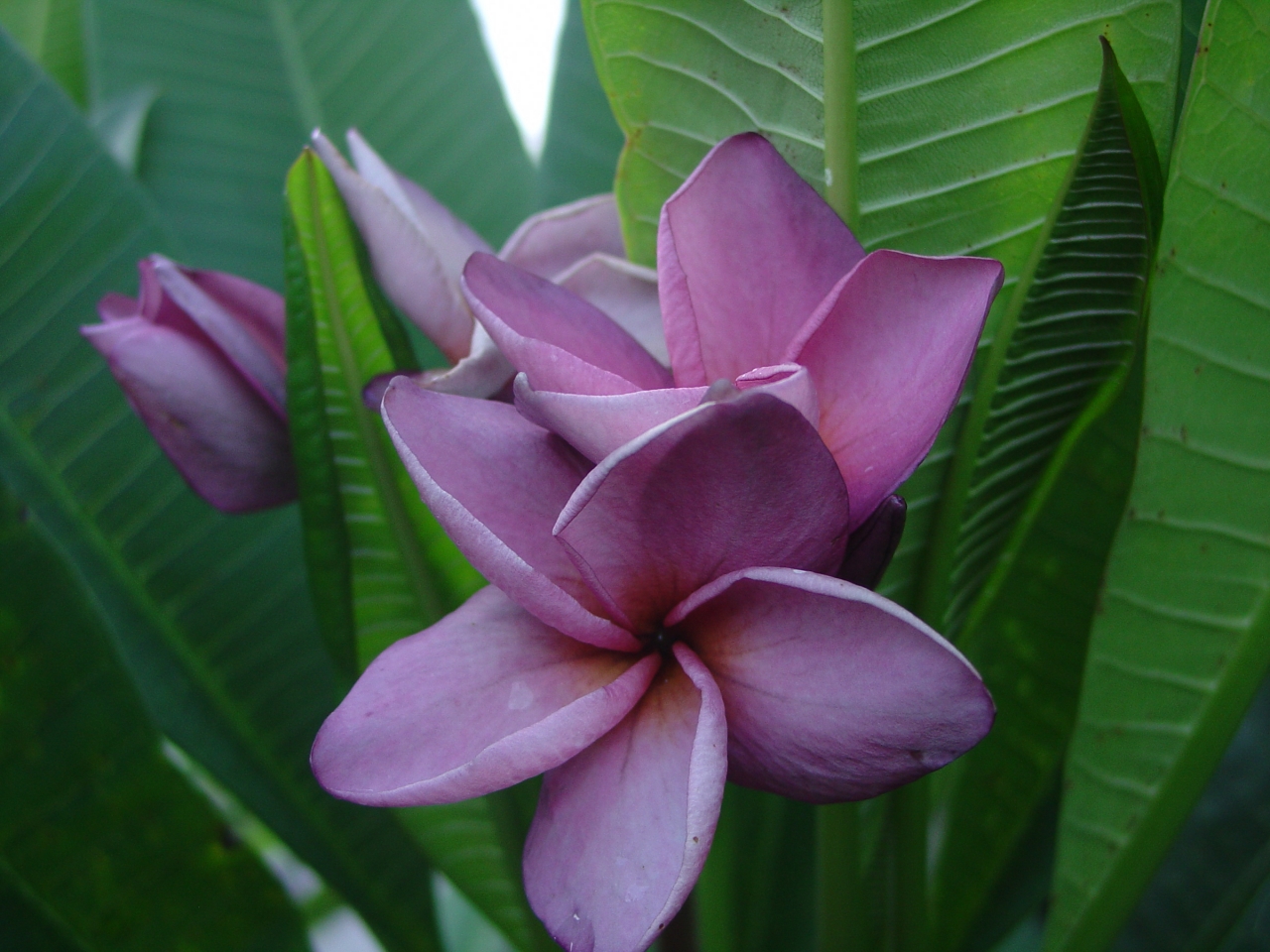 Purple Jack plumeria photo