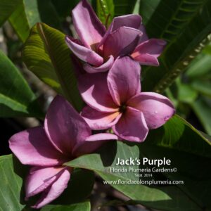 Purple Jack plumeria photo
