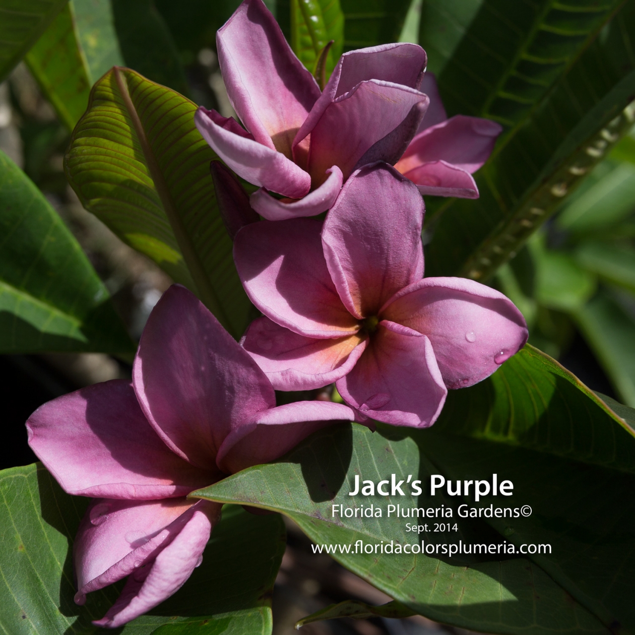 Purple Jack plumeria photo