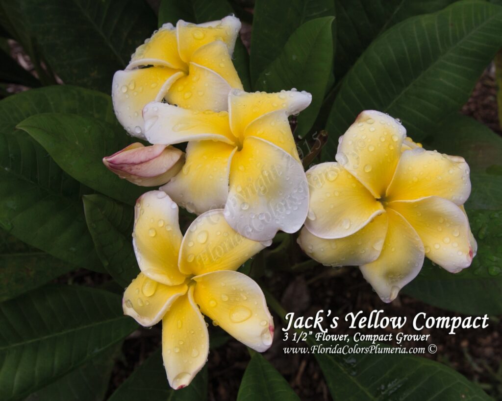 Jack’s Yellow Compact plumeria photo
