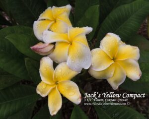 Jack's Yellow Compact plumeria photo
