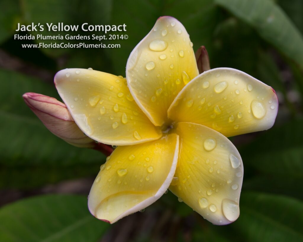 Jack’s Yellow Compact plumeria photo