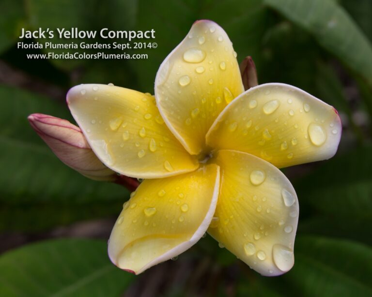 Jack's Yellow Compact plumeria photo