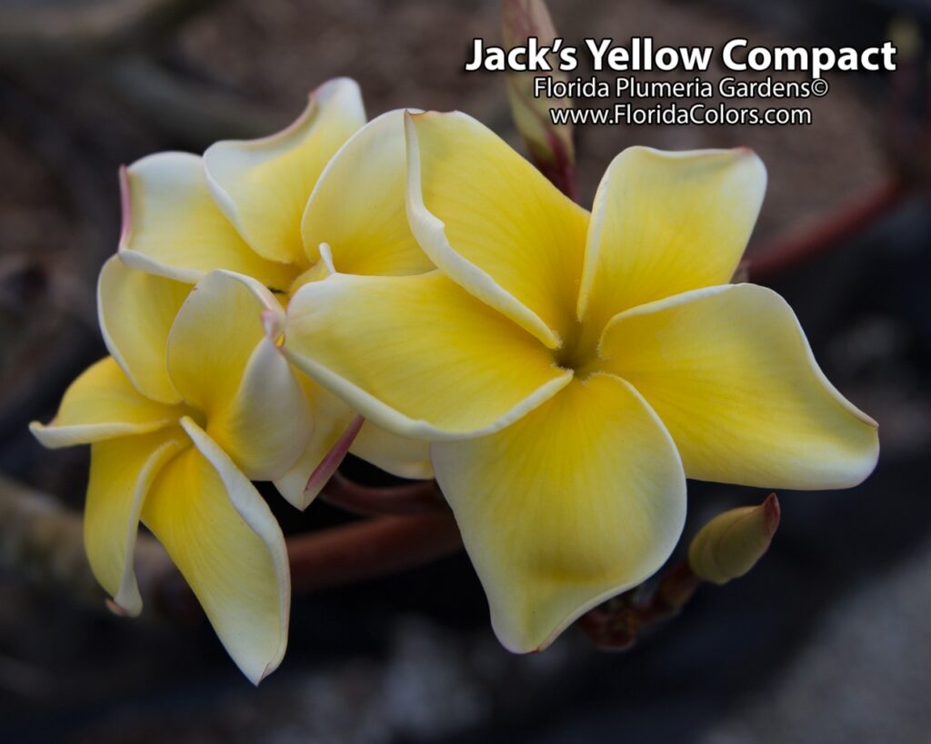Jack’s Yellow Compact plumeria photo