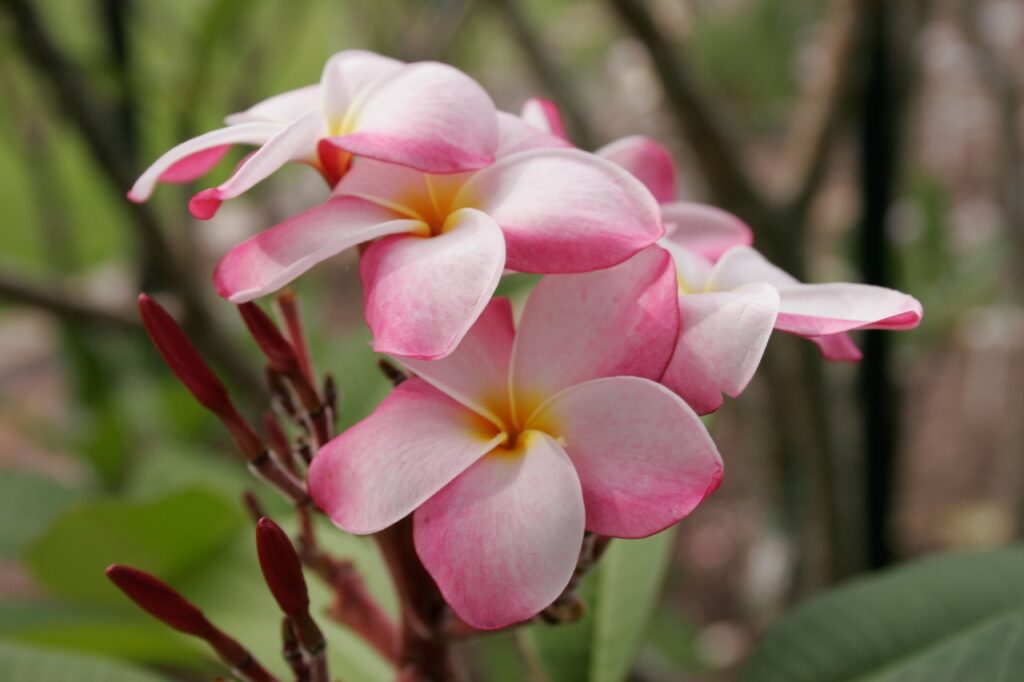 Jean Phillipe plumeria photo
