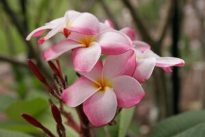 Jean Phillipe plumeria photo