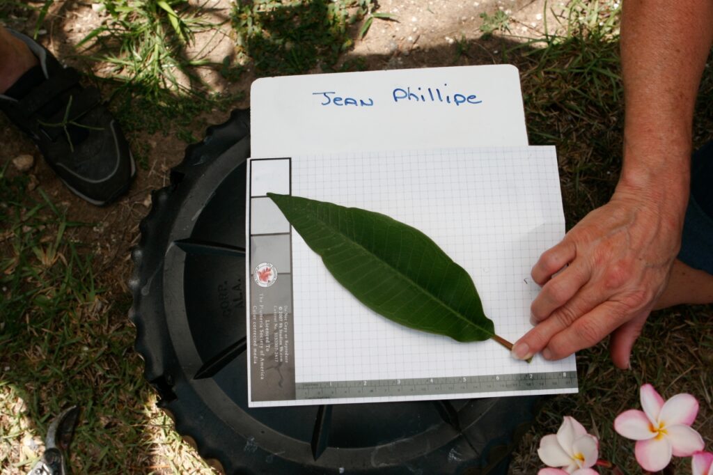 Jean Phillipe plumeria photo