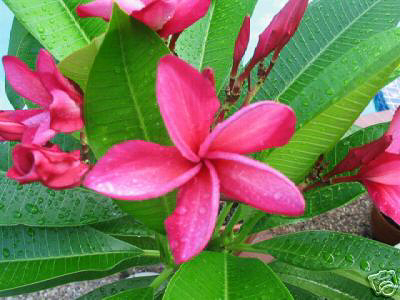 Jean Moragne plumeria photo