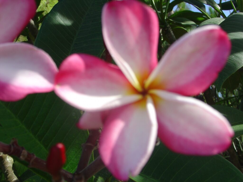 Jean Phillipe plumeria photo