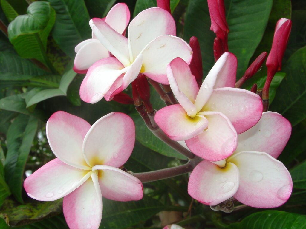 Jean Phillipe plumeria photo