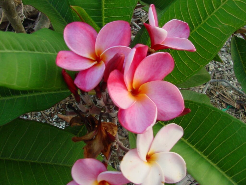 Jeanette plumeria photo