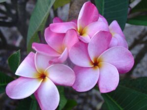 Jeanette plumeria photo