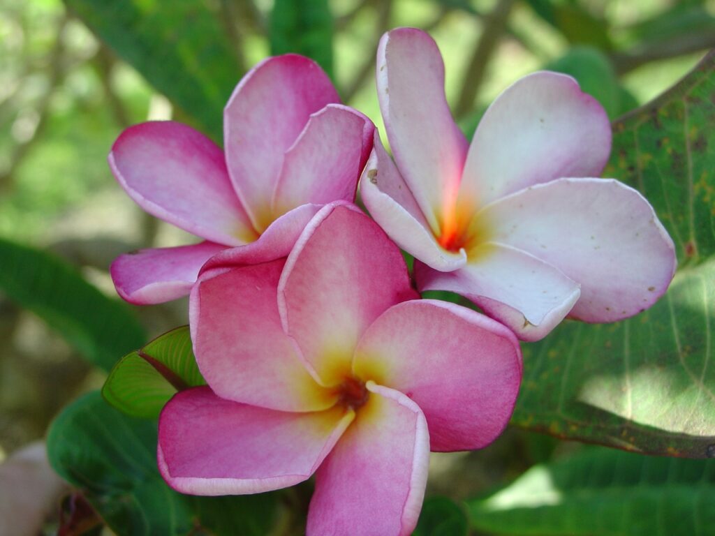 Jeanette plumeria photo