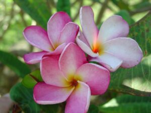 Jeanette plumeria photo