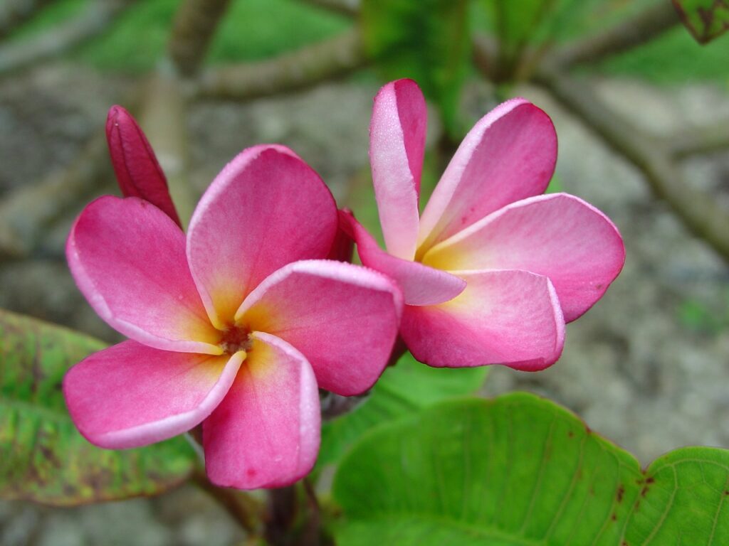 Jeanette plumeria photo