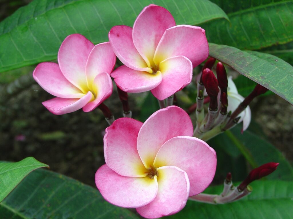 Jeanette plumeria photo