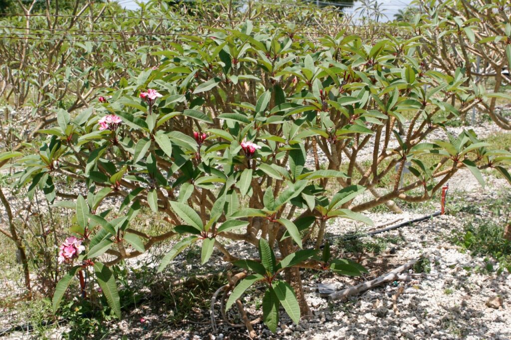 Jeanette plumeria photo