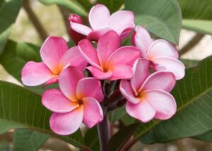 Jeanette plumeria photo