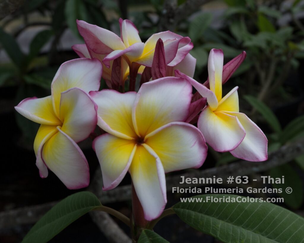Jenny plumeria photo