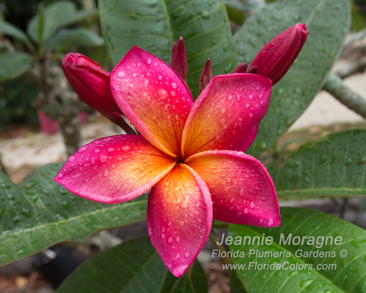 Jeannie Moragne plumeria photo