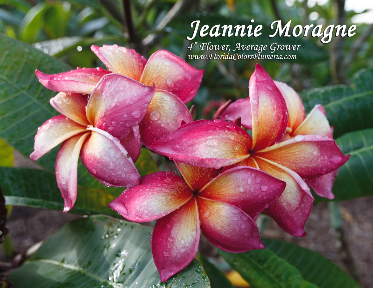 Jeannie Moragne plumeria photo
