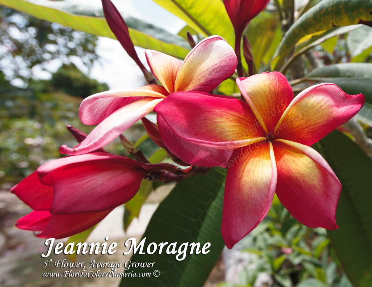 Jeannie Moragne plumeria photo