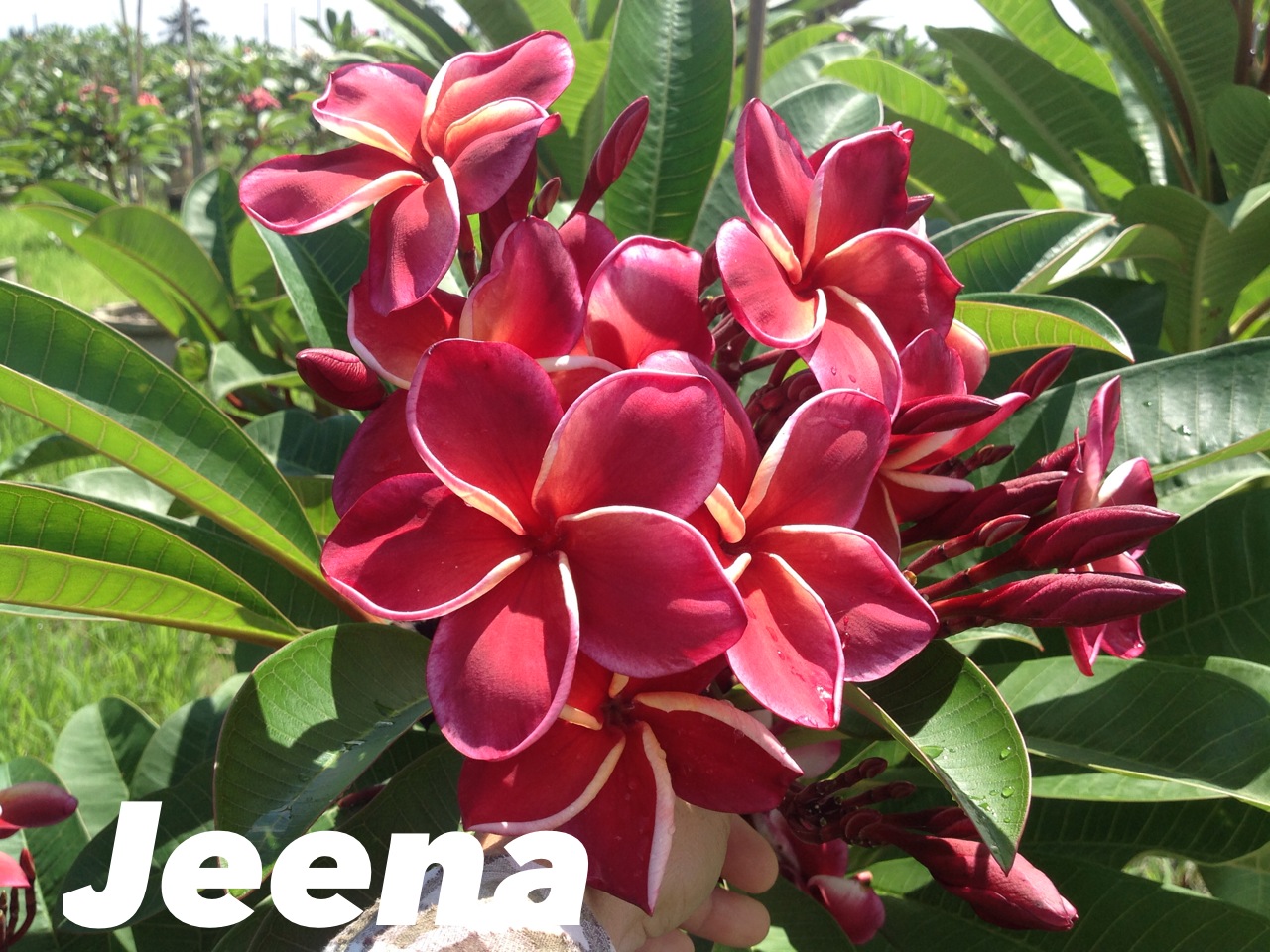 Gina plumeria photo