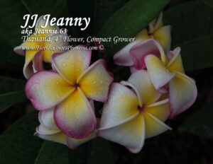 Jenny plumeria photo