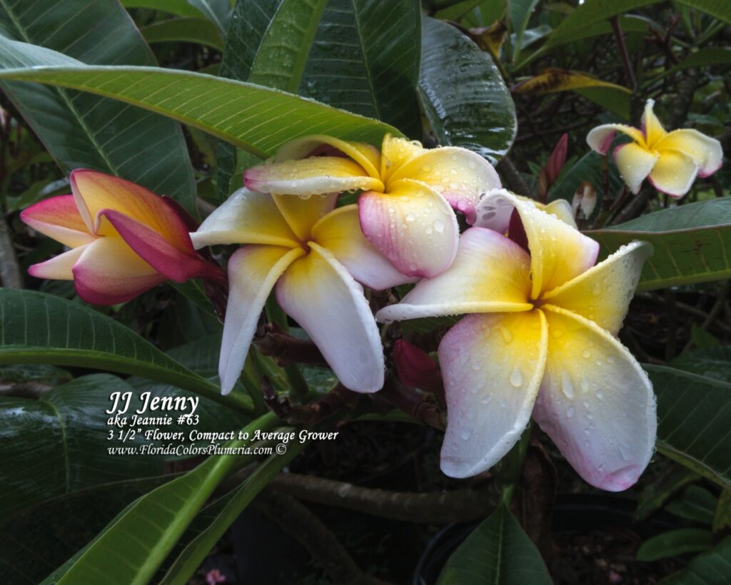 Jenny plumeria photo