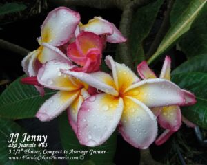 Jenny plumeria photo