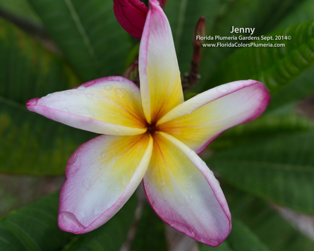Jenny plumeria photo