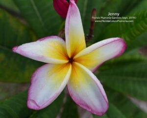 Jenny plumeria photo