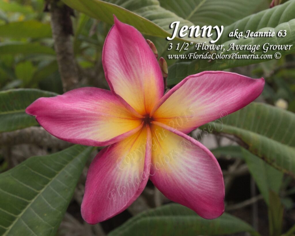 Jenny plumeria photo