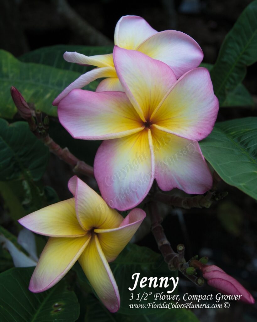 Jenny plumeria photo