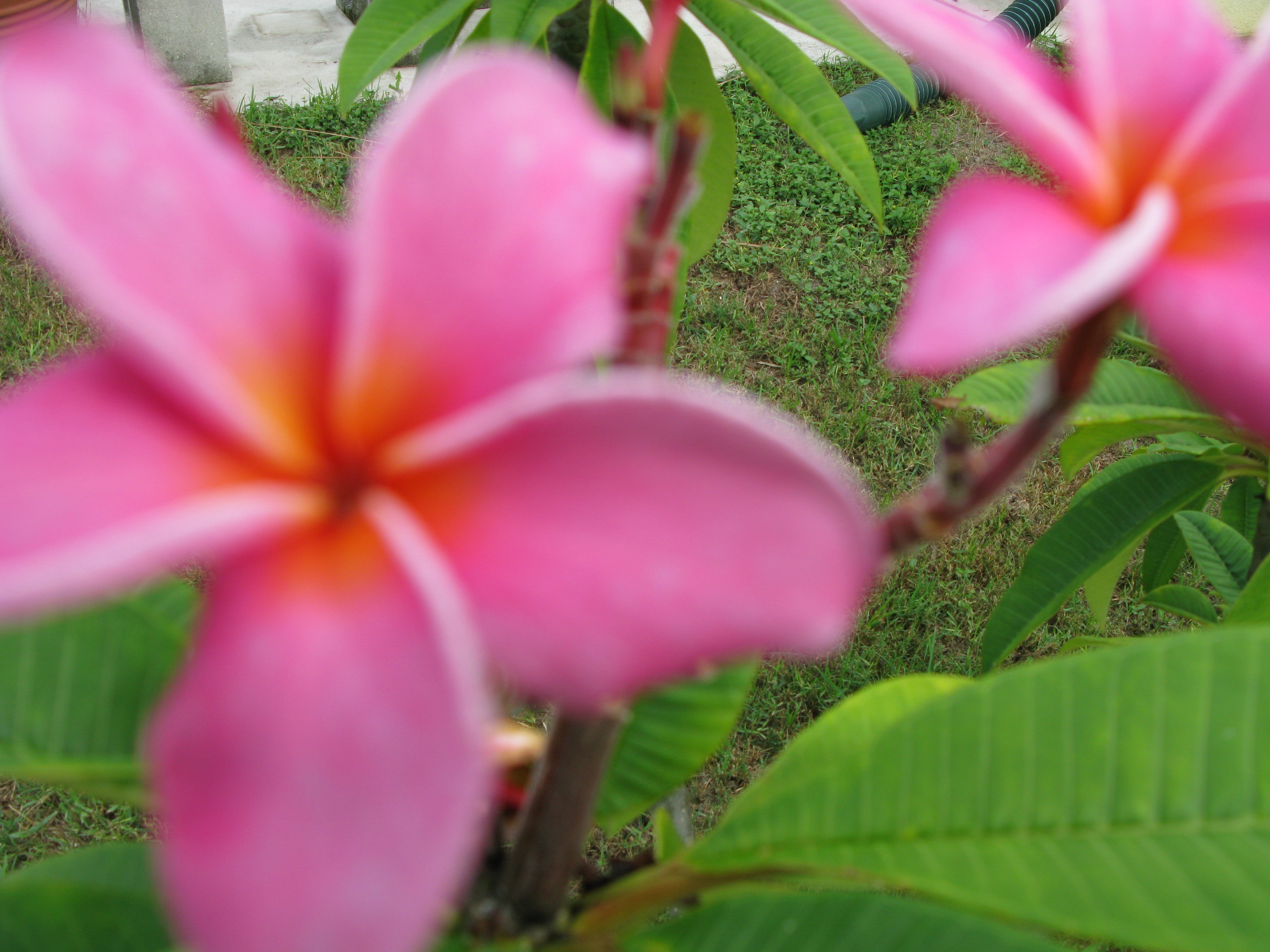 Jessie Rae plumeria photo