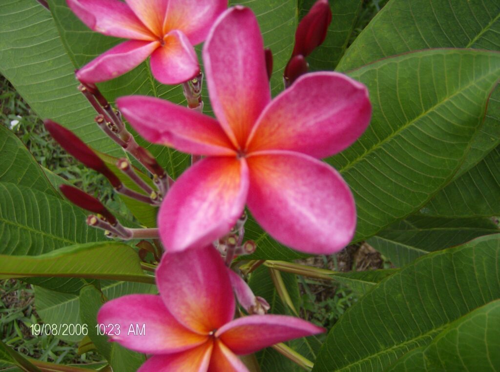 Jessie Rae plumeria photo