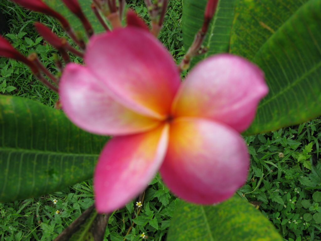Jessie Rae plumeria photo