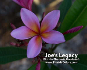 Joe&rsquo;s Legacy plumeria