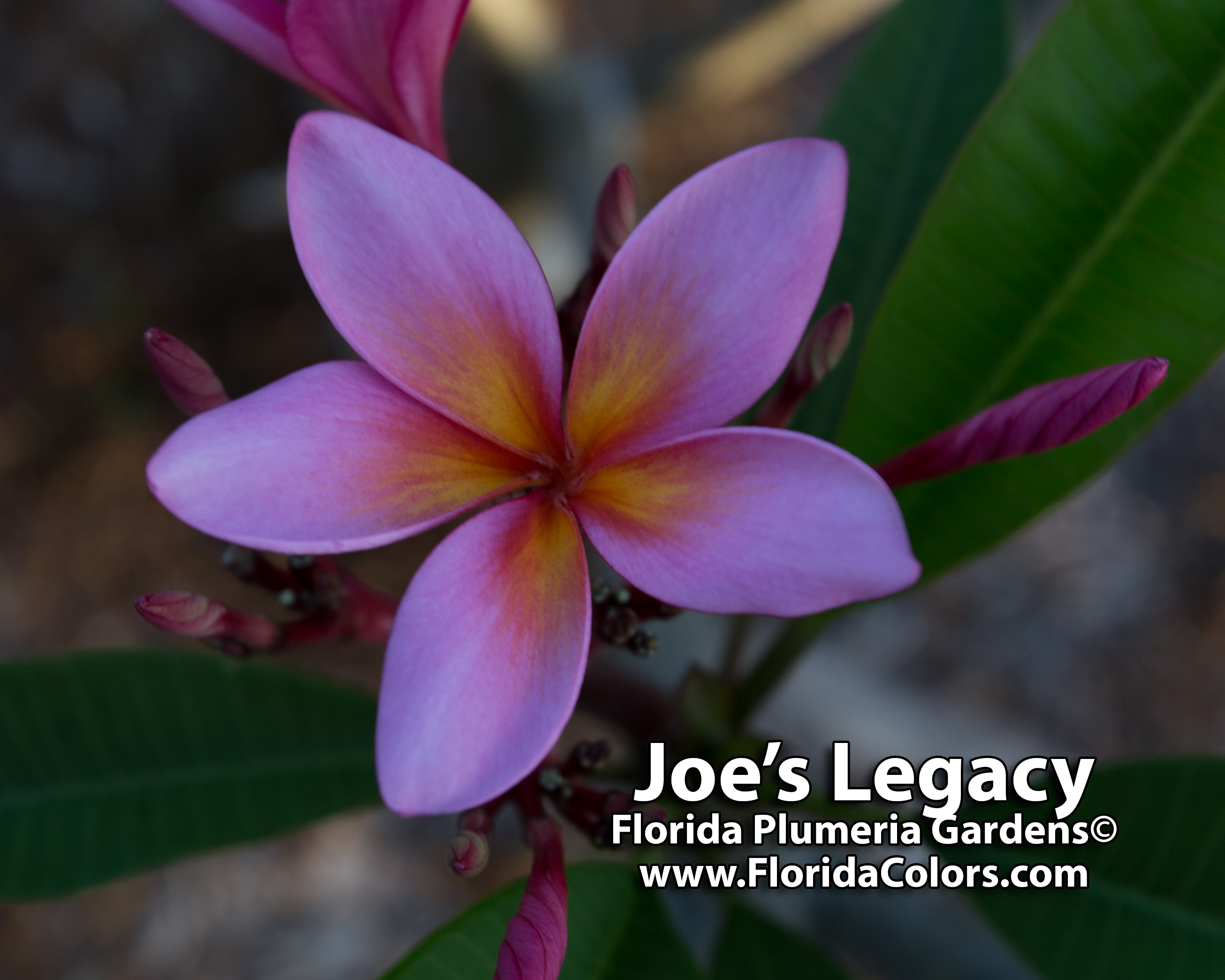 Joe’s Legacy plumeria photo