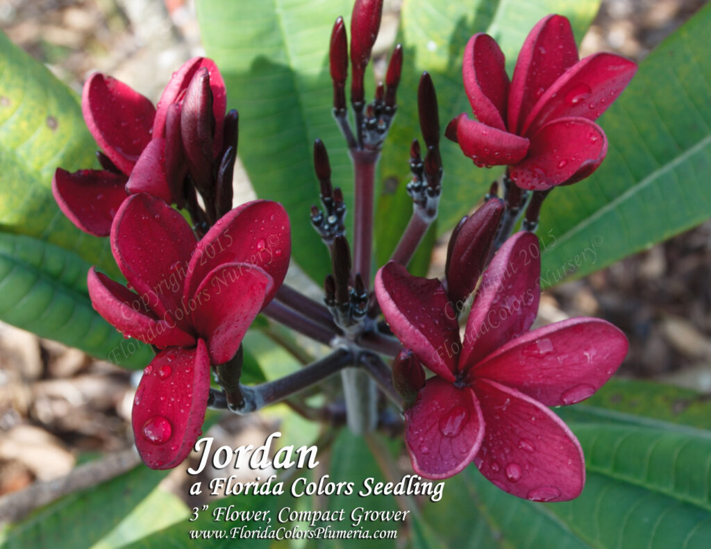 Jordan plumeria photo