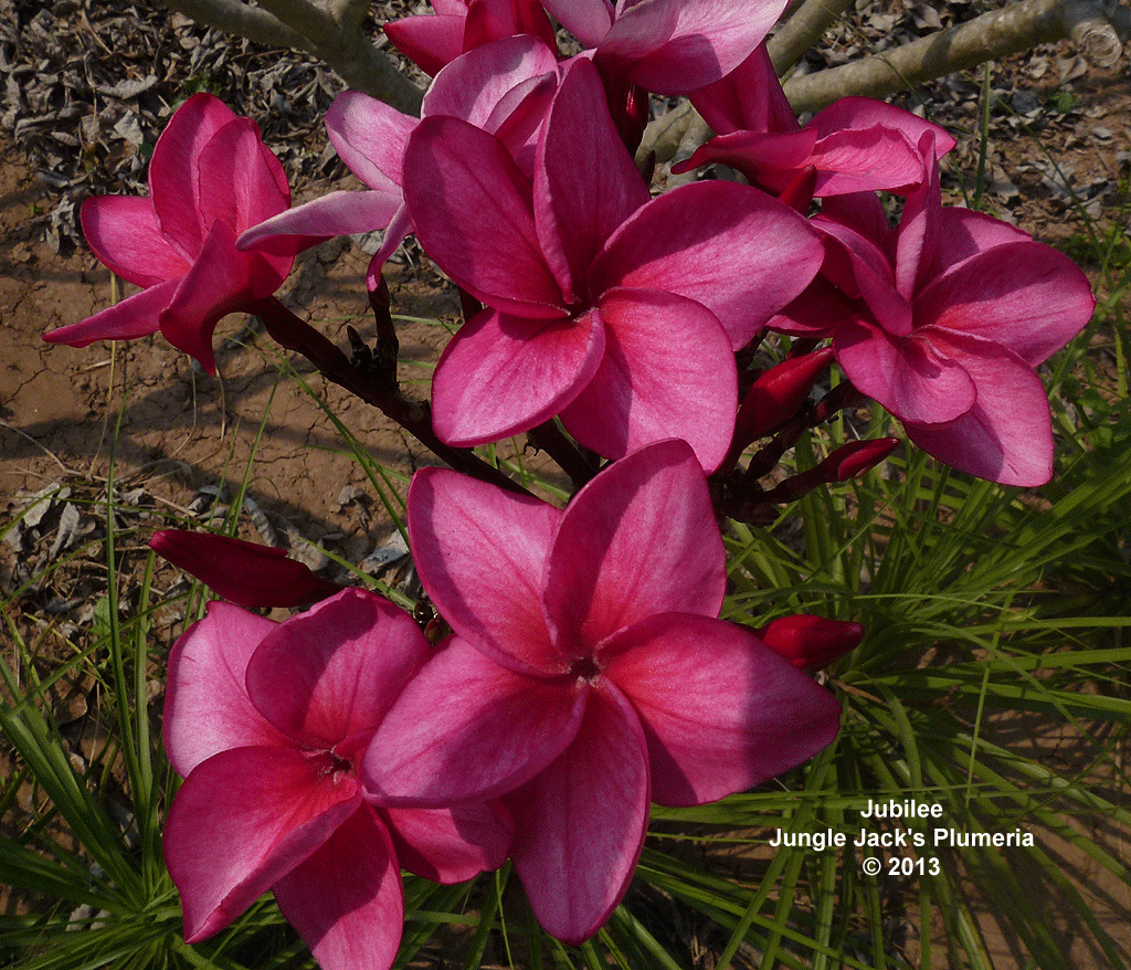JJ Jubilee plumeria photo