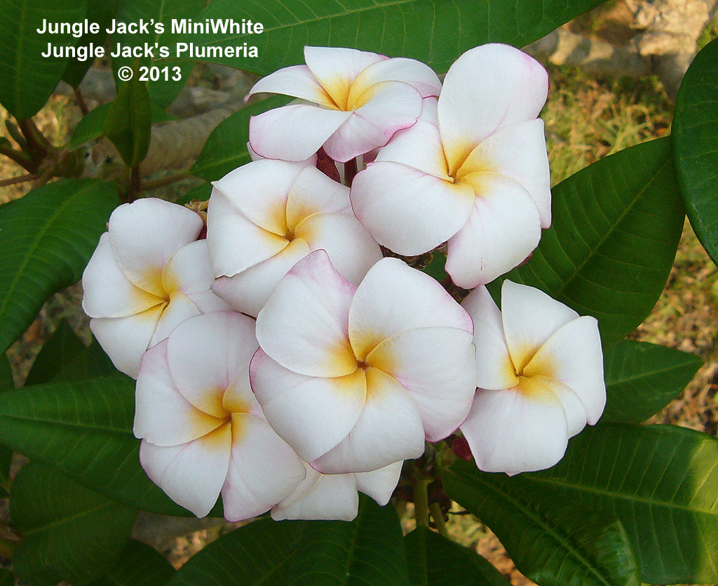JJ Mini-White plumeria photo