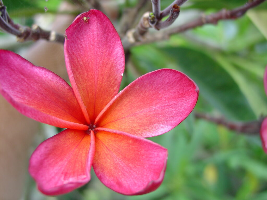 Kona Hybrid plumeria photo