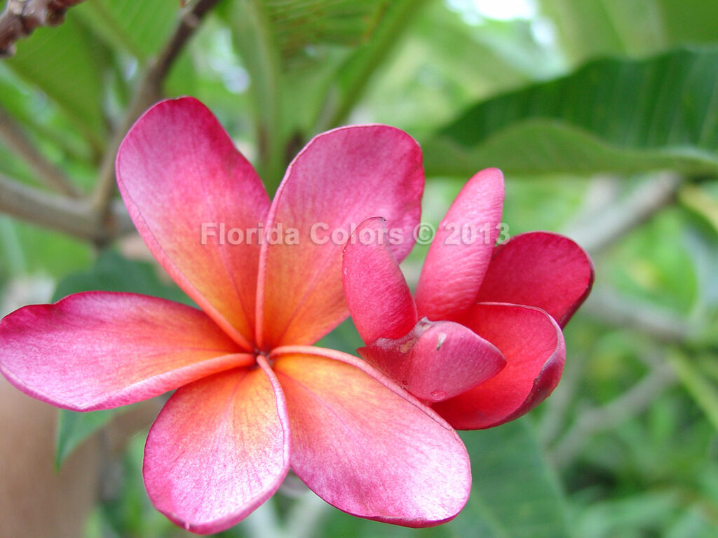 Kona Hybrid plumeria photo