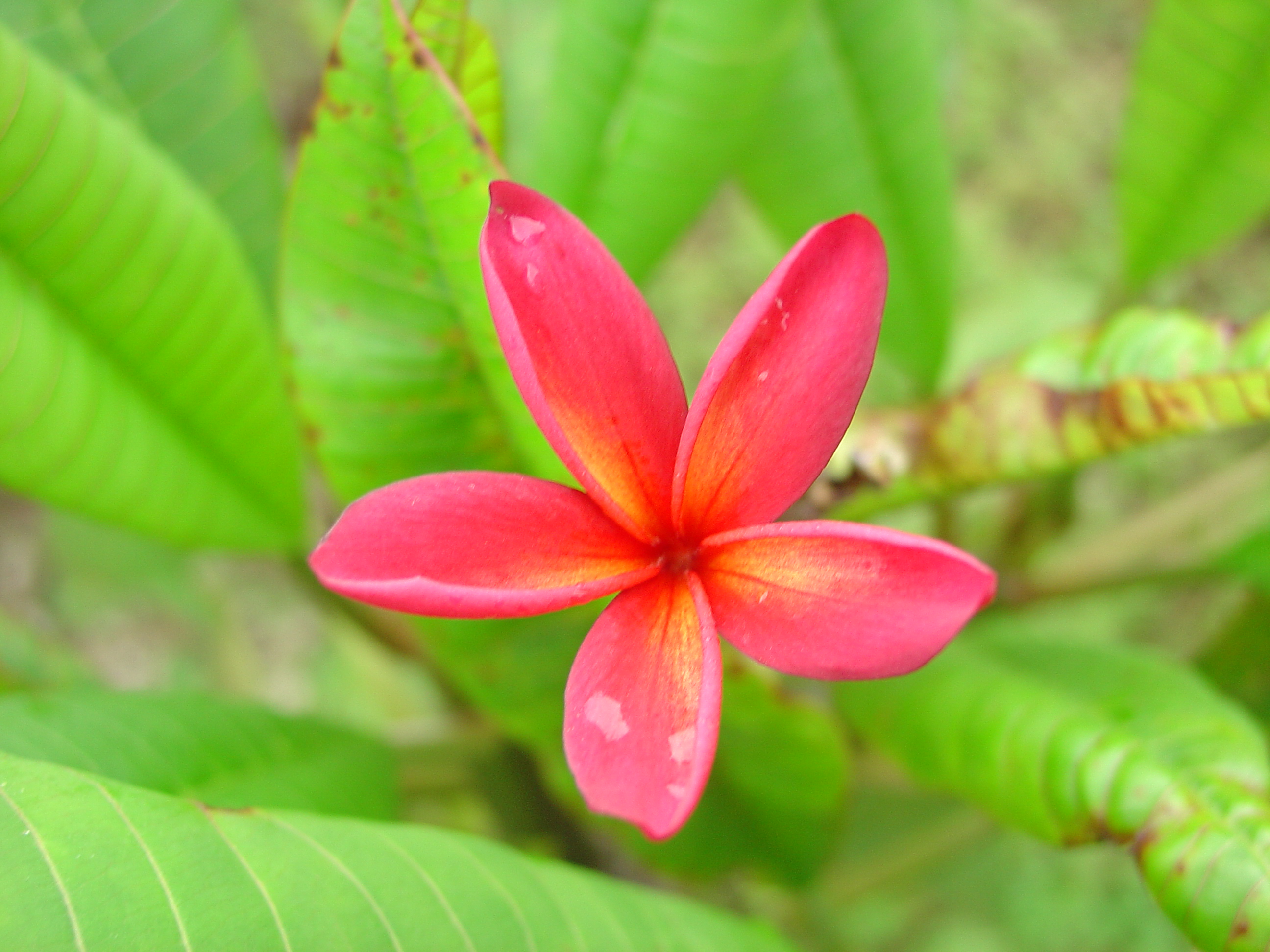 Kalapana plumeria photo