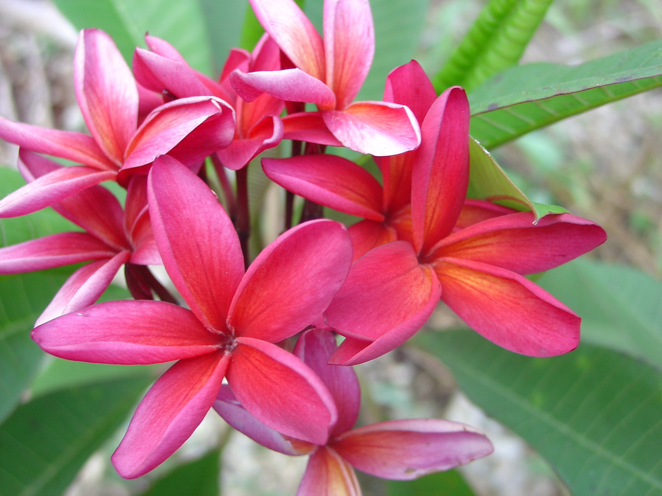Kalapana plumeria photo