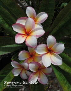 Kamiyama Rainbow plumeria