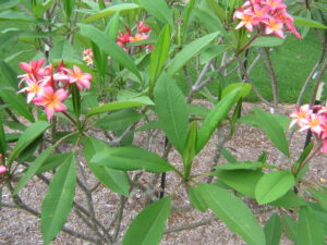 Kaneohe Sunburst plumeria