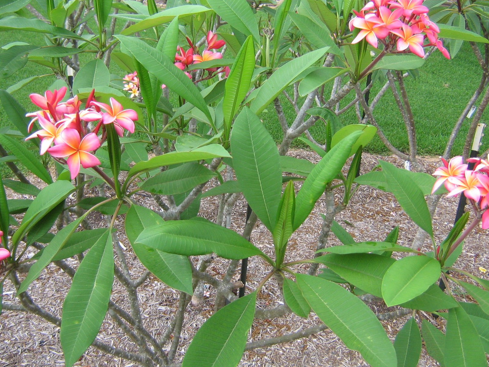 Kaneohe Sunburst plumeria photo